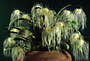 Bulbophyllum medusae.