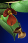Pleurothallis adeleae.