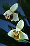 Maxillaria sp. `Westcott'.