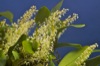 Bulbophyllum compressum