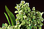 ENCYCLIA radiata 'JEFF'S SELECT' AM/AOS. DIVISION.