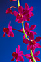 Doritis pulcherrima 'Supaporn' AM/RHT.
