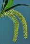 Liparis viridiflora. 