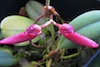 Bulbophyllum mirum.