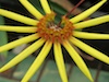 Bulbophyllum makoyanum 'D & B' AM/AOS