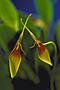 RESTREPIA serrilabia.