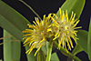 Bulbophyllum trichocephalum.