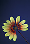 Bulbophyllum Daisy Chain.