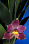 BOLLEA ecuadoriana 'SUPERIOR' x sib.