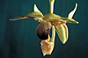 STANHOPEA napoensis 'COLOMBIAN ALOHA' x self.
