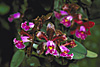 Cattleya schilleriana `Botanical Garden' x self