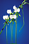 ANGRAECUM longicalcar.