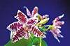 PHALAENOPSIS heiroglyphica.