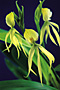 ENCYCLIA cochleata var. alba.