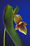 Pleurothallis perijaensis.
