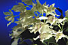 Dendrobium rhodostictum.