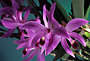 LAELIA perrinii 'YAGI STRAIN'.