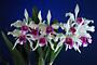 Laelia purpurata 'Sao Jorge x self'.