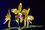 Cattleya granulosa 'Breckenridge Lime' AM/AOS x 'John Jensen'.
