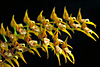 Brassia warscewiczii.