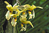 STANHOPEA graveolens 'YELLOW'.