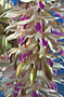 Dendrobium amethystoglossum.