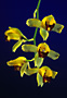 Baptirettia Tropical Jujubees.