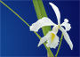 Cattleya maxima var. alba x self.