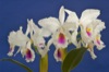 Cattleya labiata var. semi-alba.