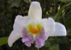 Sobralia gentyi x self.