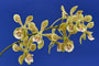 Encyclia granitica.