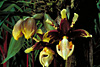 Stanhopea tigrina 'Glory of Mexico' AM/AOS x self.