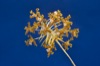 Schomburgkia crispa.