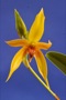 Bulbophyllum Frank Smith x Bulb. mandibulare.