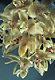 Stanhopea florida.