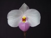 Paphiopedilum delanatii 'Sensational'.