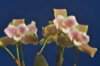 Lycaste candida