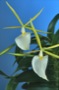 Epidendrum eburneum.