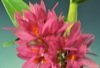 Dendrobium bracteosum `Pink' x self.
