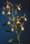 Epidendrum jasminosmum x Epi. Yellow Capri.