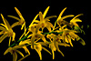 Dendrobium pedunculatum.