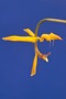 Gongora sphaerica.