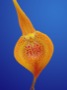 Masdevallia reginae.