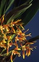 Maxillaria triloris x self.