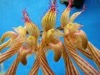 Bulbophyllum A-doribil Candy Ann 