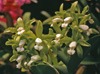 Cattleya guttata var. alba.