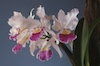 Cattleya Hardyana (C. warscewiczii `FMB' x C. dowiana)