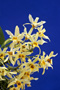 Dendrobium atavus.