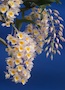 Dendrobium farmeri.