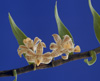 Dendrobium nemorale.